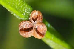 Sporangia (spore-containing bodies) of Skeleton Fork Fern (Psilotum nudum) photo